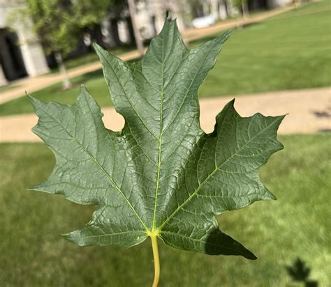 Sugar Maple Tree Leaf Identification | Hot Sex Picture