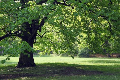 Shade Trees For Zone 7: Learn About Growing Shade Trees In Zone 7 Gardens