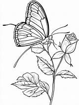 Explore 20  Rose coloring Pages 🌹🎨 Coloringpagesforkidsnet sketch template