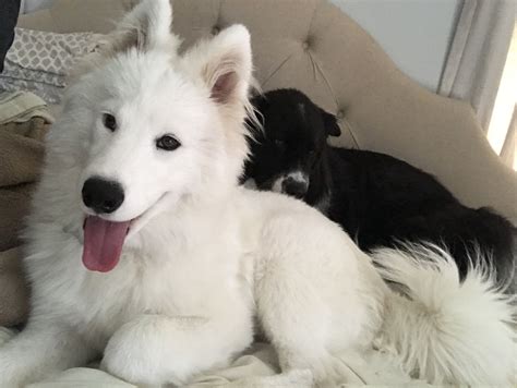 Bonnie Samoyed and Berkley Samoyed border collie mix | Nenem