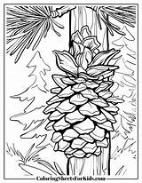 Pine Cone Coloring Pages Free Printable Designs  Sheets For sketch template