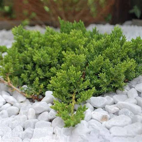 Dwarf Japanese Garden Juniper for Sale – C&J Gardening Center