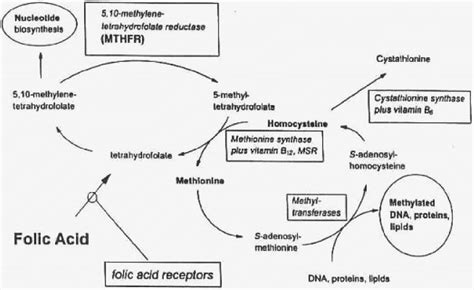 Diagram illustrating folate metabolism. The MTHFR gene catalyzes the... | Download Scientific ...