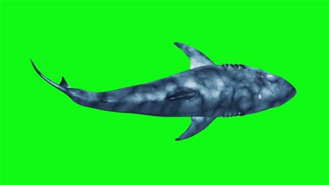 Megalodon Jaws image - Free stock photo - Public Domain photo - CC0 Images
