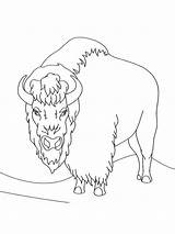 Bison coloring Pages  SeaColoring sketch template