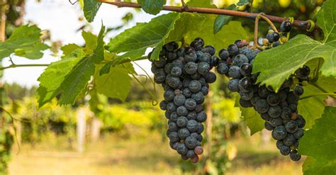 Interesting facts about Tempranillo | WineTourism.com