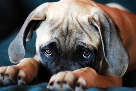 10 Cutest Puppy Eyes | Puppy dog eyes, Puppy eyes, Funny dogs