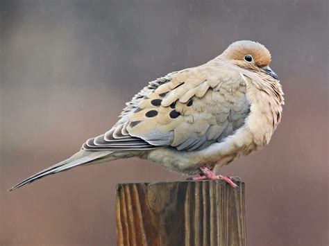 NestWatch | Mourning Dove - NestWatch