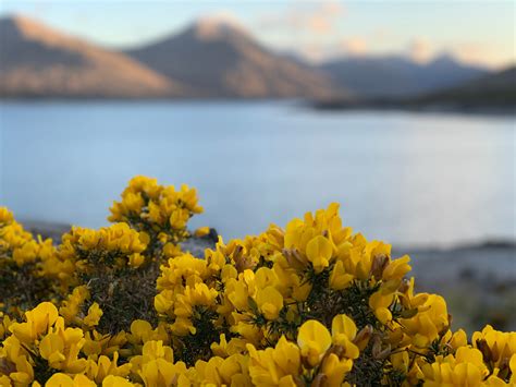 Scottish Wild Gorse