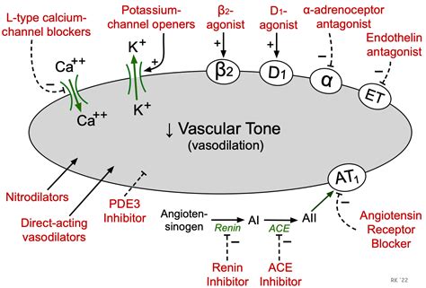 CV Pharmacology | Vasodilator Drugs