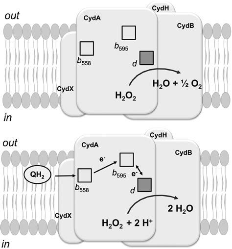 Bacterial Oxidases of the Cytochrome bd Family: Redox Enzymes of Unique Structure, Function, and ...