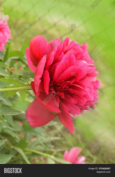 Red Peonies Garden. Image & Photo (Free Trial) | Bigstock