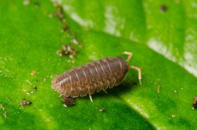 Sow Bugs In The Garden: How To Eliminate Sow Bugs