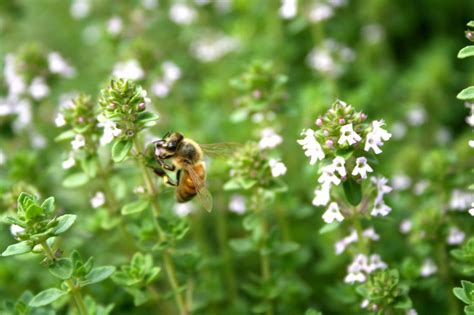 THYME – Thymus vulgaris | My Naturopath Christos