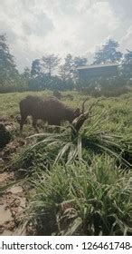 Sambar Deer Locally Known Payau Sabah Stock Photo 1264617484 | Shutterstock