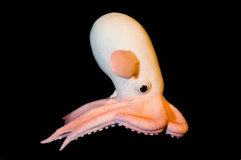 The Rare Dumbo Octopus, Grimpoteuthis - Owlcation