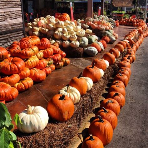 Autumn Dreams with Pumpkin Spice | Pumpkin, Fall thanksgiving decor, Pumpkin pictures