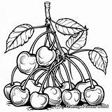 Cherry Coloring Pages  Free & Printable sketch template