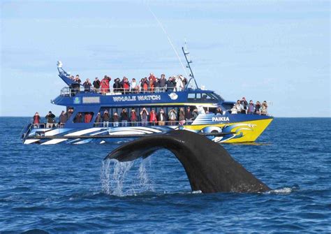 Whale Watching from Cape Town | Shark Zone Cape Town