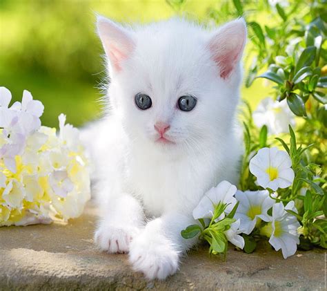 HD wallpaper: white kitten, animal, baby, blue, cat, cute, eyes, flower, kitty | Wallpaper Flare