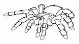 Spider coloring pages To Download And Print For Free sketch template
