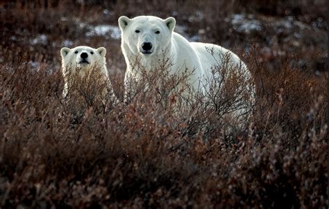 Winter Wildlife Photography from the Backyard and Beyond | OM SYSTEM