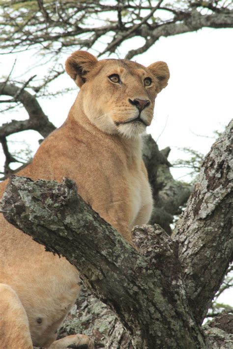Free Images : wildlife, zoo, relax, fauna, lion, lioness, tree trunk, vertebrate, safari, cougar ...