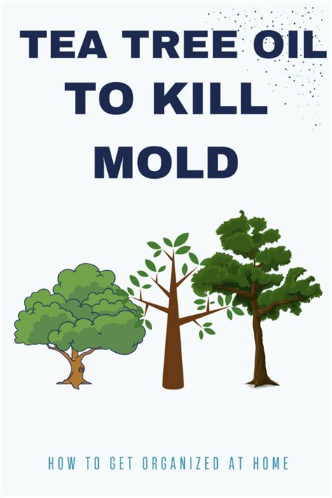 How To Use Tea Tree Oil To Kill Mold