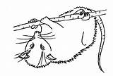 Opossum Coloring Pages  Bushokukoka1 sketch template