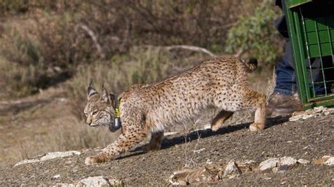 Iberian lynx released into wild in Spain - BBC News