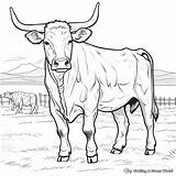 Longhorn Coloring Pages  Free & Printable sketch template