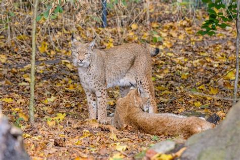 Premium Photo | Eurasian lynx in the natural environment eurasian lynx in forest