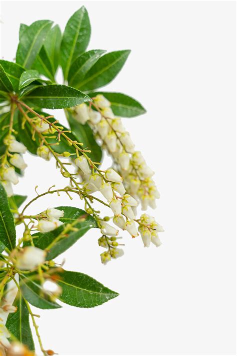 Mountain Fire Pieris For Sale | The Tree Center