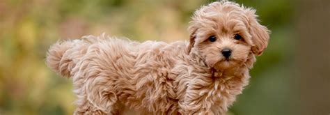 Maltipoo Dog Breed - everythings about this breed | Mishkagrooming