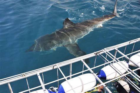 Best Great Shark Cage Diving Shots | Shark Cage Diving with Great White ...