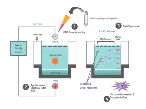 Agarose Gel Electrophoresis- Definition, Principle, Parts,, 49% OFF