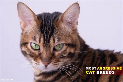 10 Most Aggressive Cat Breeds to Bring Home - Wonderslist