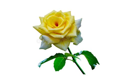 Yellow Rose White Background, Isolate Stock Image - Image of color ...