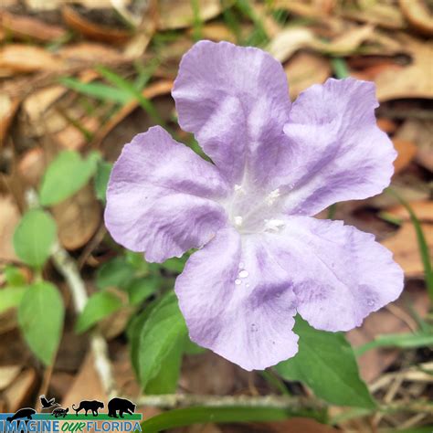 Carolina Wild Petunia | Imagine Our Florida, Inc