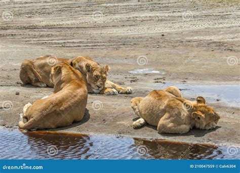 A Pride of Lions Sleeping at a Watering Hole in Africa. Stock Image - Image of panthera, nature ...