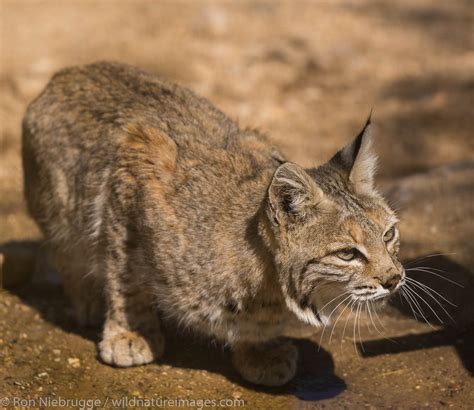 Bobcat | Tucson, Arizona. | Photos by Ron Niebrugge