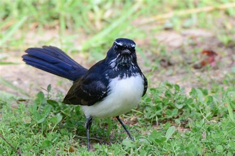 Australian Small Birds at Red Rabbit Farm, Cobargo, NSW Australia ...