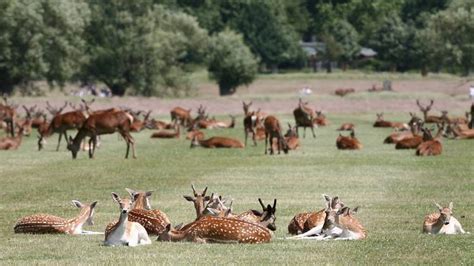 Richmond Park, London: Tickets, Opening Hours and Visitor Info