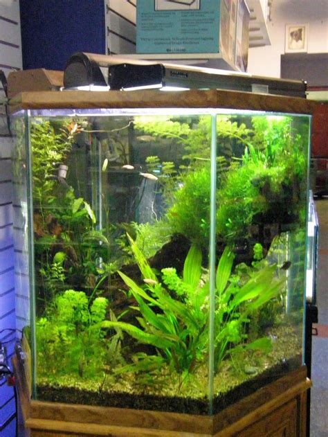 Hexagon Aquascape | Fish tank terrarium, Fresh water fish tank, Hexagon fish tank