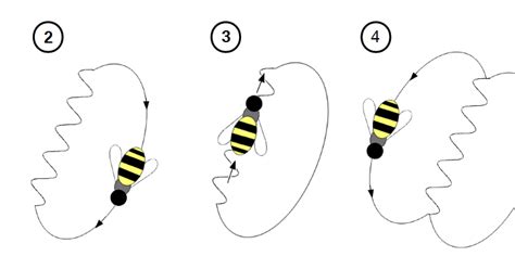 HMC Bee Lab: The Waggle Dance