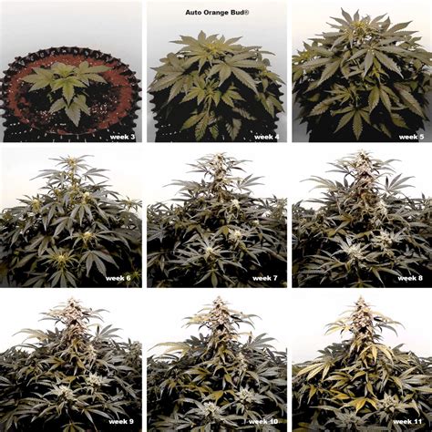 Cannabis Flowering Stage How-to Guide | Dutch Passion