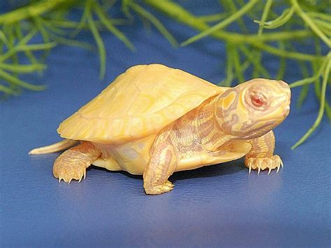 Albino Yellow Bellied Sliders for sale | The Turtle Source