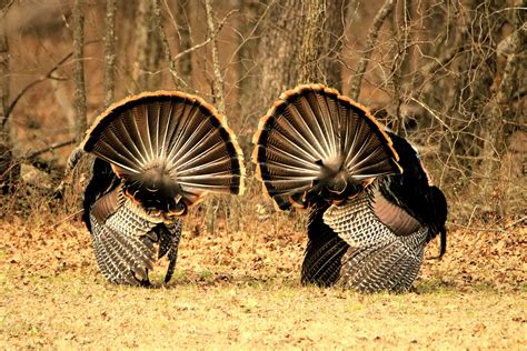 Two Tom Turkey With Tails Fanned Free Stock Photo - Public Domain Pictures
