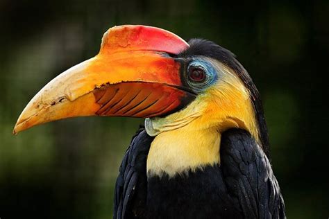 Hornbill - Animal Facts for Kids - Characteristics & Pictures