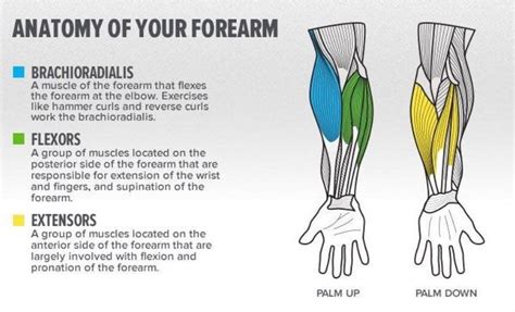 8 Forearm Exercises for Men to Maximize Strength